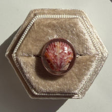 Load image into Gallery viewer, *Rare Finds* Treasure Seashell Rings