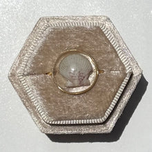 Load image into Gallery viewer, *Rare Finds* Treasure Seashell Rings