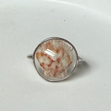 Load image into Gallery viewer, *Rare Finds* Treasure Seashell Rings