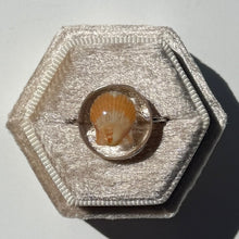 Load image into Gallery viewer, *Rare Finds* Treasure Seashell Rings
