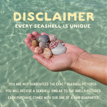 Load image into Gallery viewer, Seashell Charm Bracelet &amp; Anklet
