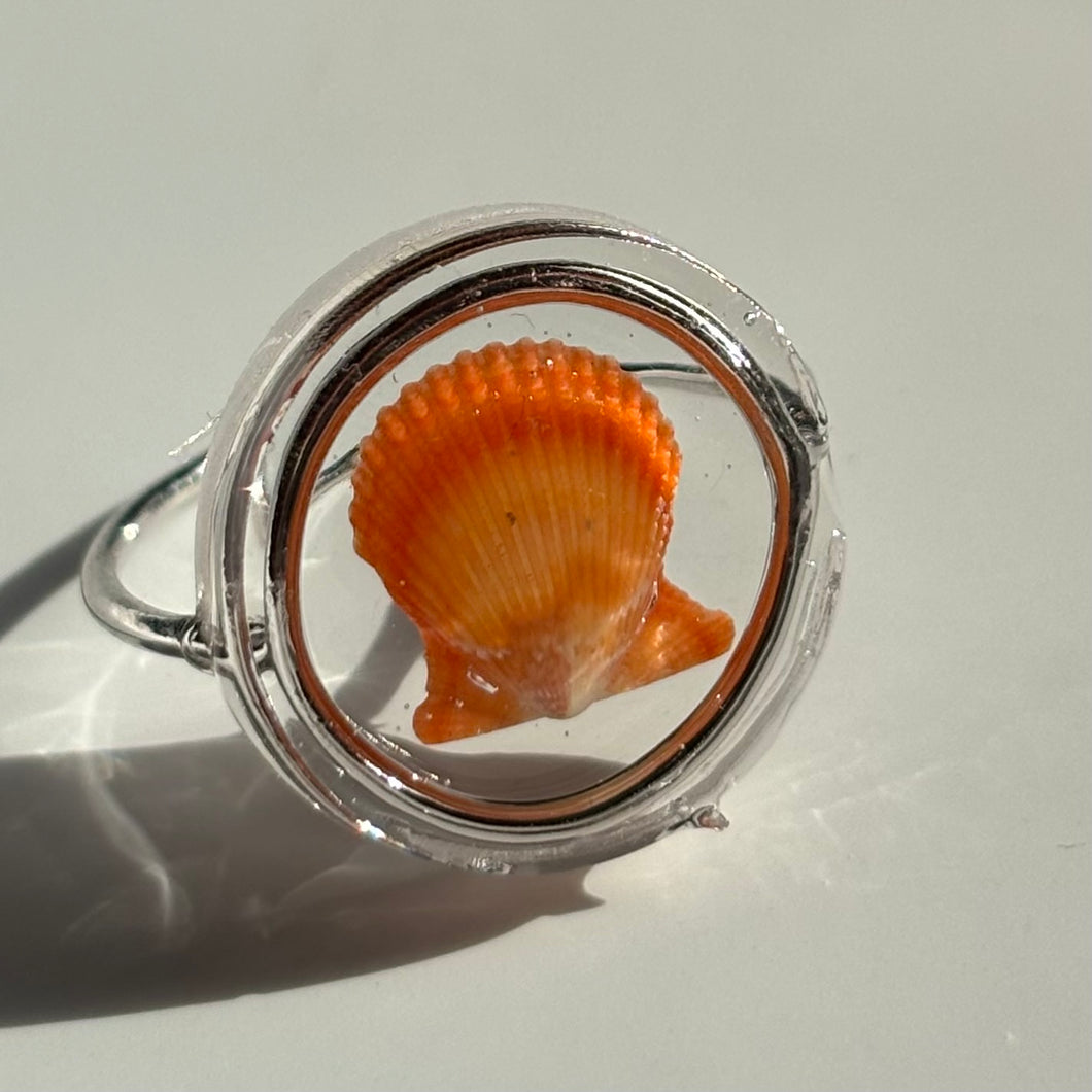 *Rare Finds* Treasure Seashell Rings