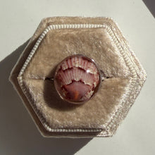 Load image into Gallery viewer, *Rare Finds* Treasure Seashell Rings
