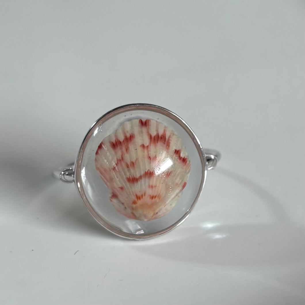 *Rare Finds* Treasure Seashell Rings