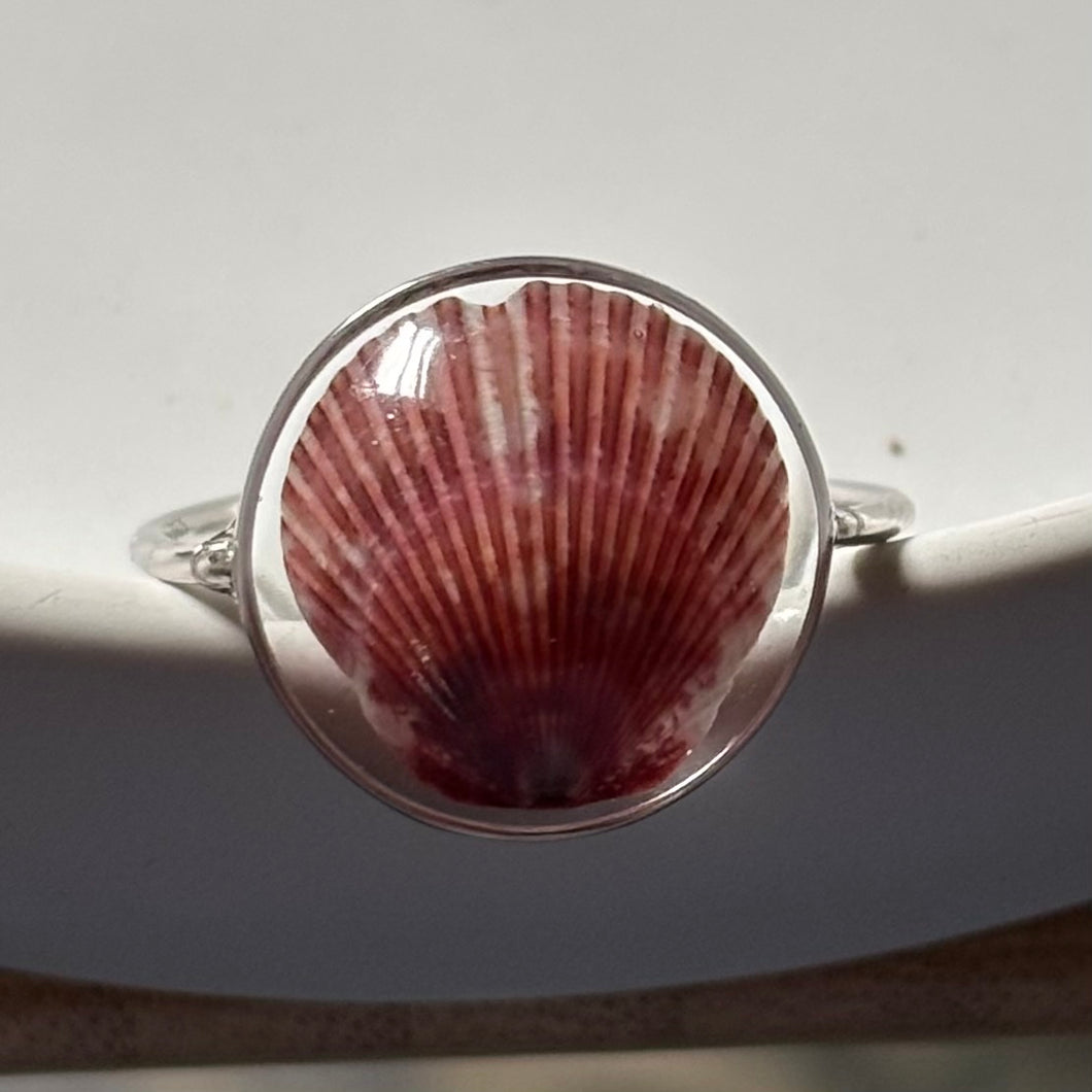 *Rare Finds* Treasure Seashell Rings