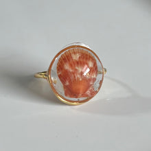 Load image into Gallery viewer, *Rare Finds* Treasure Seashell Rings
