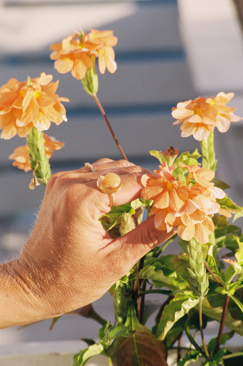 *Rare Finds* Treasure Seashell Rings – Coastline Color