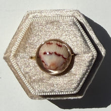 Load image into Gallery viewer, *Rare Finds* Treasure Seashell Rings
