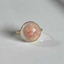 Load image into Gallery viewer, *Rare Finds* Treasure Seashell Rings
