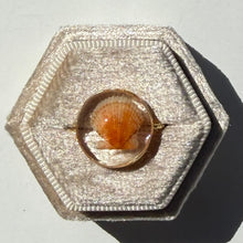 Load image into Gallery viewer, *Rare Finds* Treasure Seashell Rings
