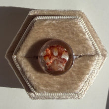 Load image into Gallery viewer, *Rare Finds* Treasure Seashell Rings
