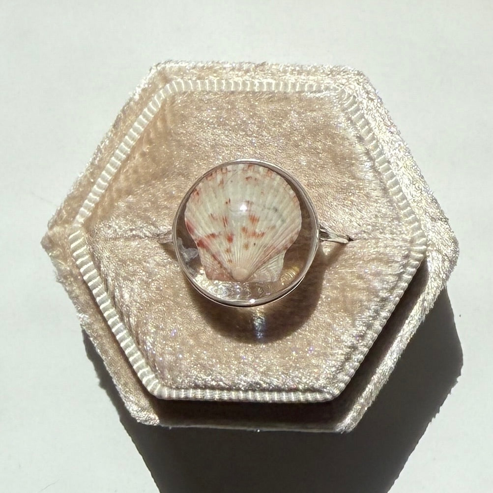 *Rare Finds* Treasure Seashell Rings