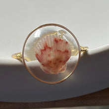 Load image into Gallery viewer, *Rare Finds* Treasure Seashell Rings
